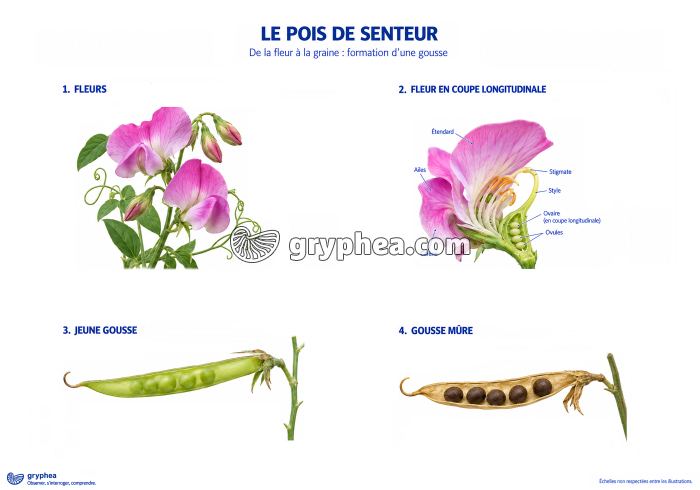 La formation du fruit chez le Pois de senteur - gryphea.com